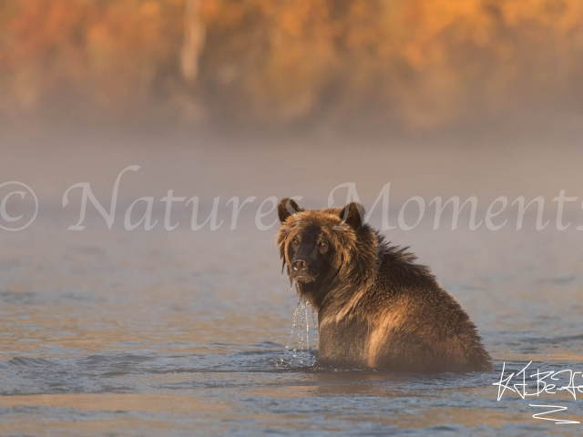 Grizzly Bear - Wet Hair Day