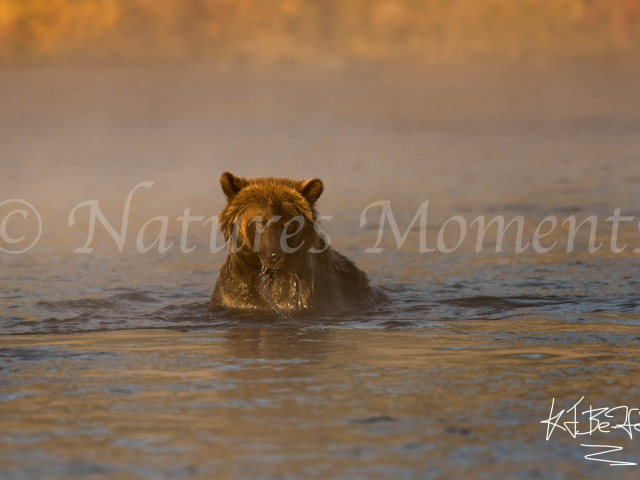 Grizzly Bear - Looking for Dinner