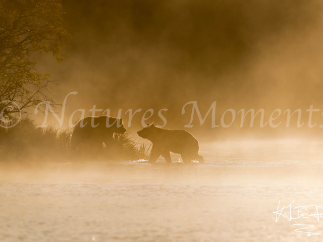 Grizzly Bear - Golden Greeting