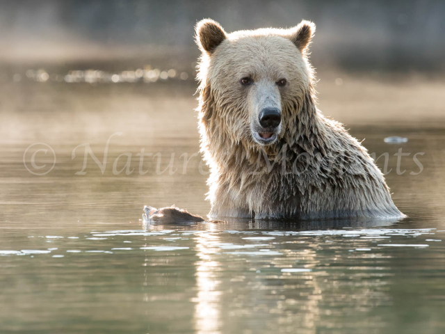 Grizzly Bear - Reflection of a Blond