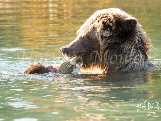 Grizzly Bear - Fish Bites Back