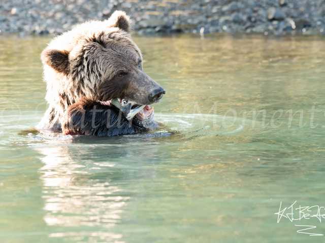 Grizzly Bear - Goodbye Cruel World