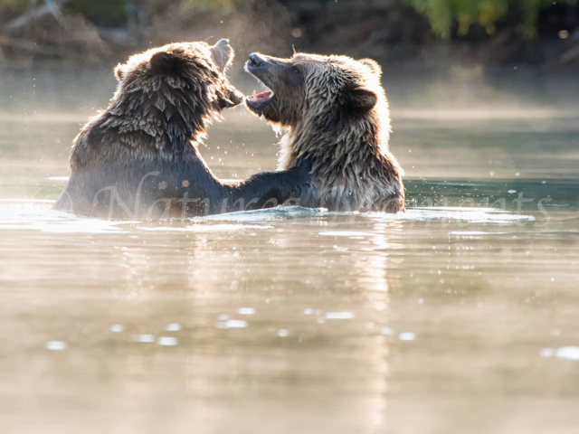 Grizzly Bear - Water Squabble