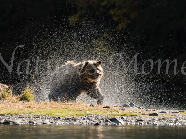 Grizzly Bear - Shake My Booty