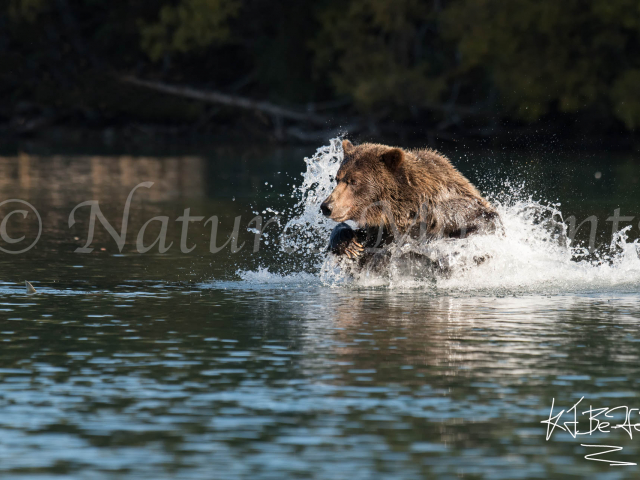 Grizzly Bear - I can see a fish