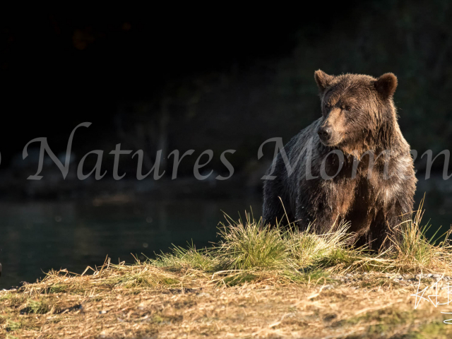 Grizzly Bear - Crow Pie