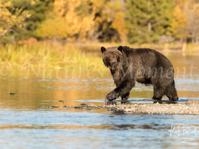 Grizzly Bear - Walking on Golden Pond