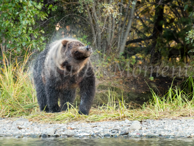 Grizzly Bear - Circle of Rain