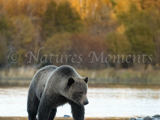 Grizzly Bear - Sad Times