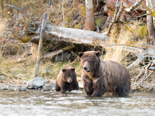 Grizzly Bear - Its not too Deep