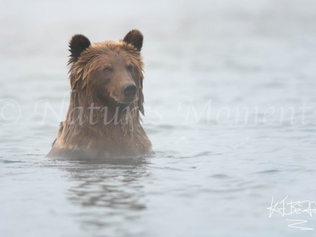 Grizzly Bear -  Stare