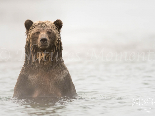 Grizzly Bear - Well I Never