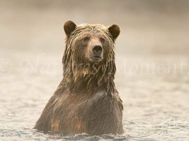 Grizzly Bear - Well Hello