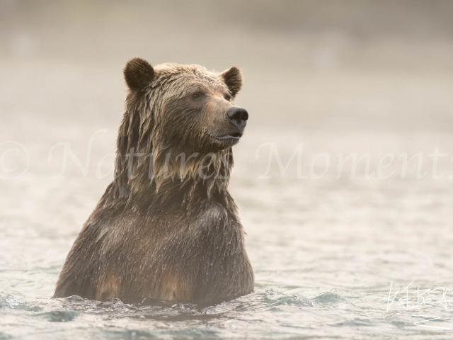 Grizzly Bear - Is that You