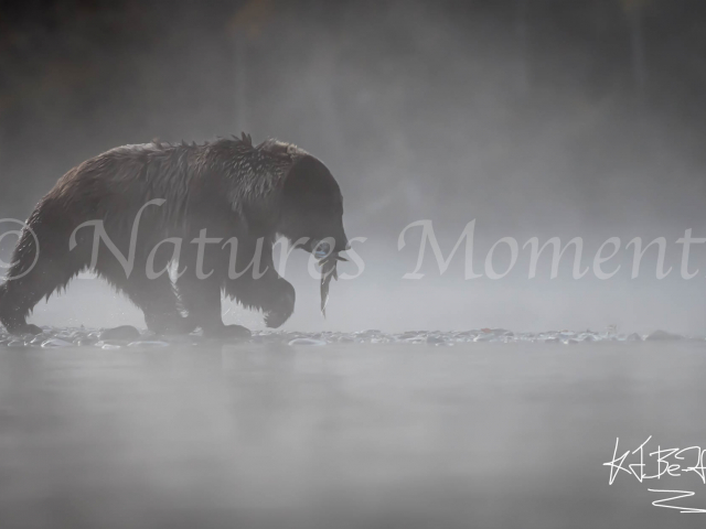 Grizzly Bear - Misty Catch