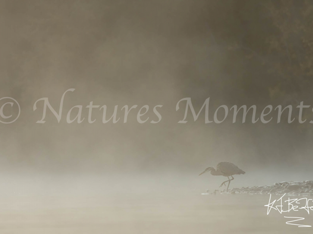 Grey Heron - Murky Meander