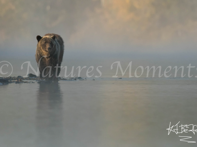 Grizzly Bear - Misty Start