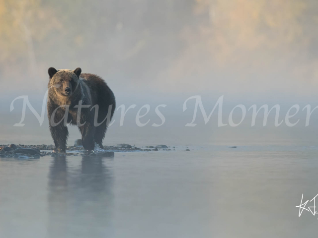 Grizzly Bear - Dreamy Days