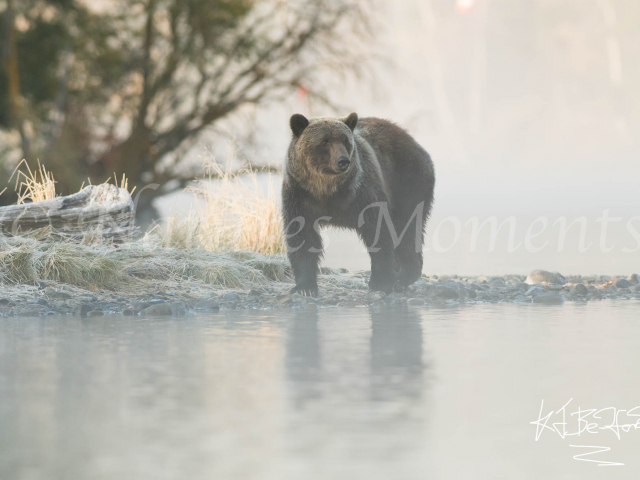 Grizzly Bear - Frosty Grass