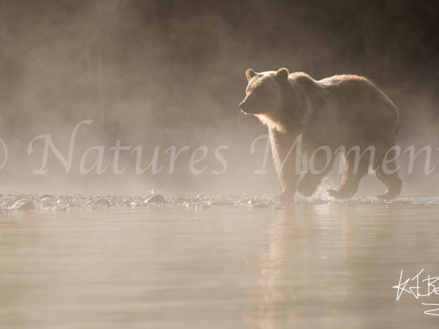 Grizzly Bear - Morning Light