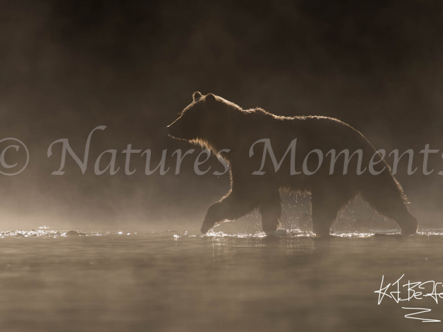 Grizzly Bear - Light Trail