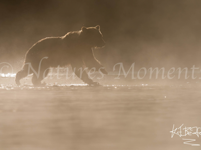 Grizzly Bear - Morning Mayhem