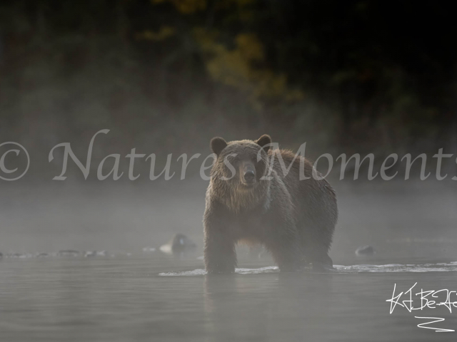 Grizzly Bear - Moody Morning