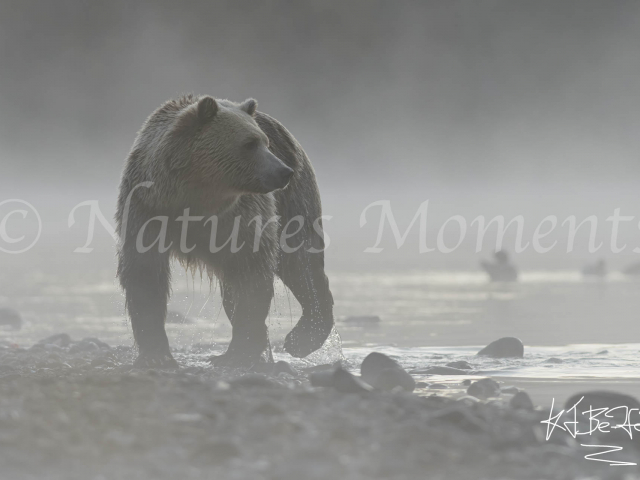 Grizzly Bear - Drip Dry