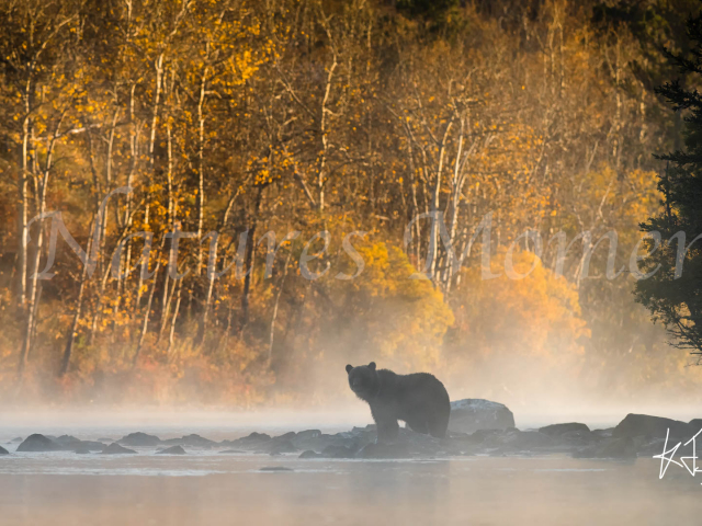 Grizzly Bear - Golden Silhouette
