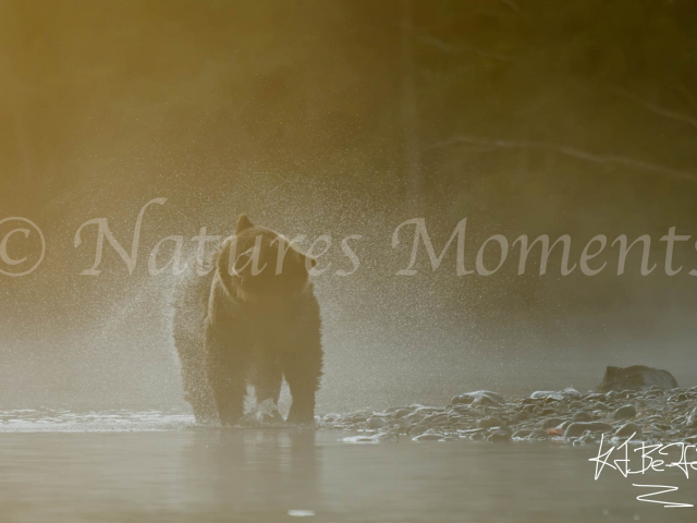 Grizzly Bear - Early Light Shake