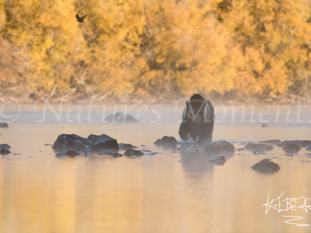 Grizzly Bear - Tranquil Gold