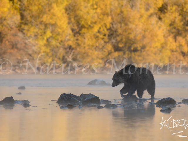 Grizzly Bear - Rock Hopper