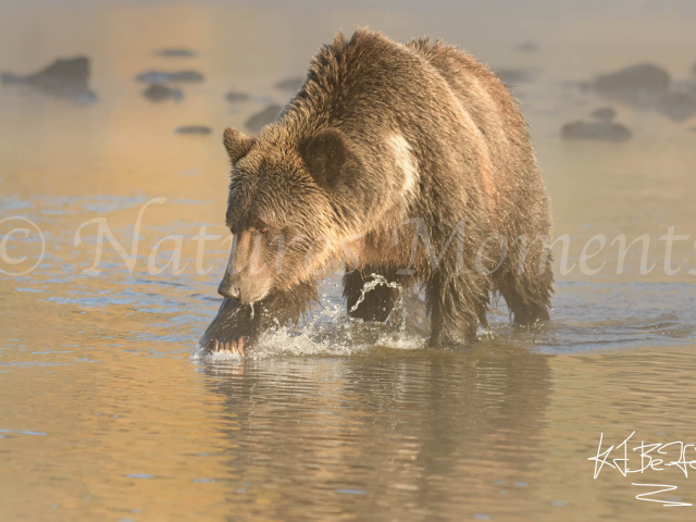 Grizzly Bear - Fishing for Gold