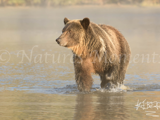 Grizzly Bear - I thought I saw a fish