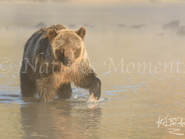 Grizzly Bear - Wading in the Shallows