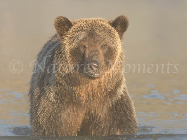 Grizzly Bear - Here's Looking at You