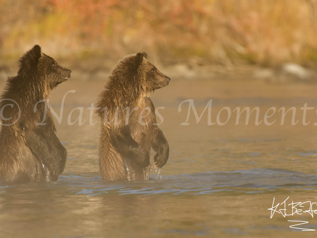 Grizzly Cubs - Waiting For A Fish