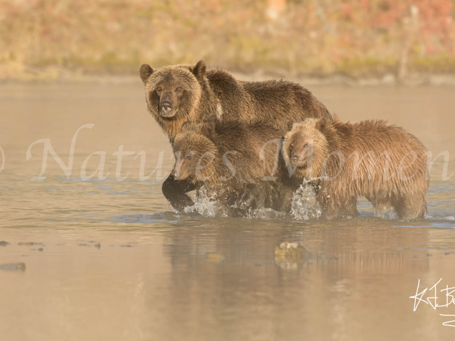 Grizzly Bear - Keep Moving
