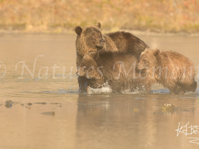 Grizzly Bear - Come on kids