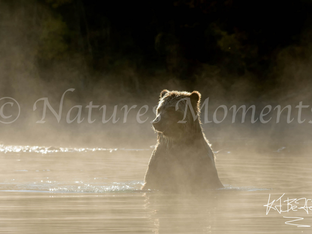 Grizzly Bear - Steam Bath