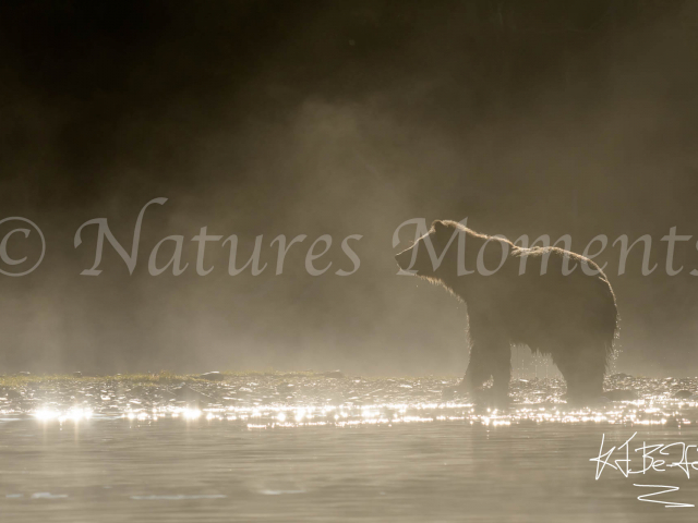 Grizzly Bear - Misty Dawn