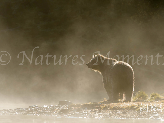 Grizzly Bear - Misty Moment