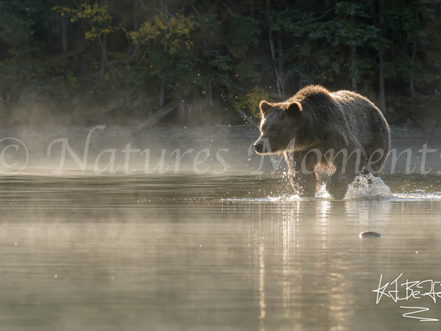 Grizzly Bear - Chase the fish