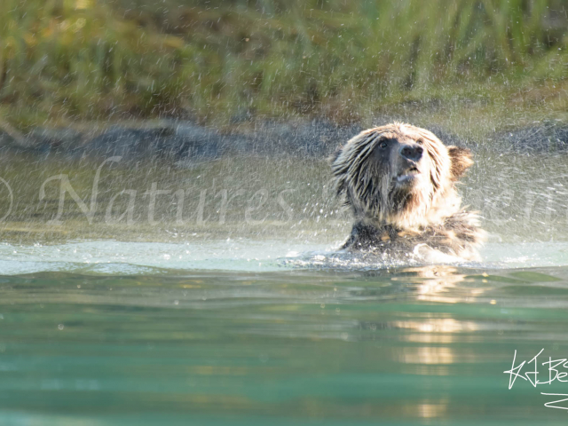 Grizzly Bear - Headache