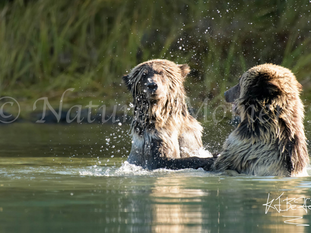Grizzly Bear - Dance Duo