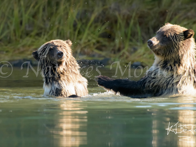 Grizzly Bear - Keep Back
