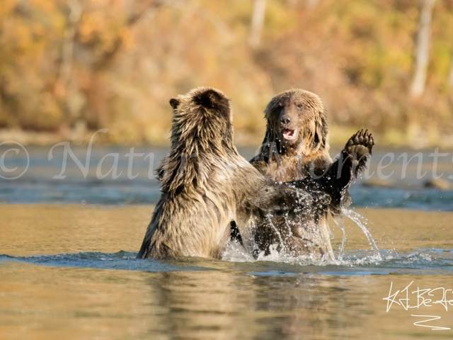 Grizzly Bears -  Left Arm Out