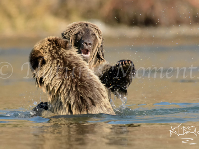 Grizzly Bear - Take That