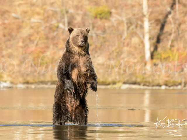 Grizzly Bear - Who's Arguing
