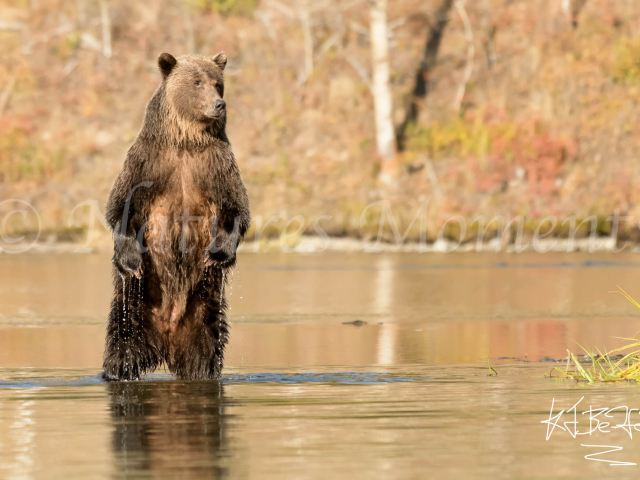 Grizzly Bear - Stand Up for Your Rights